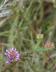 Gompholobium confertum