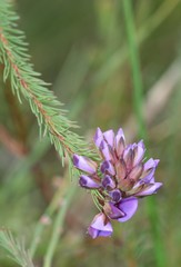 Gompholobium confertum