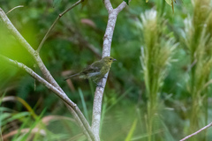 Schistochlamys melanopis