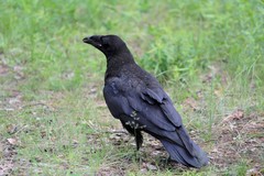 Corvus corax
