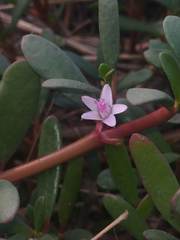 Sesuvium portulacastrum