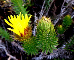 Cullumia carlinoides