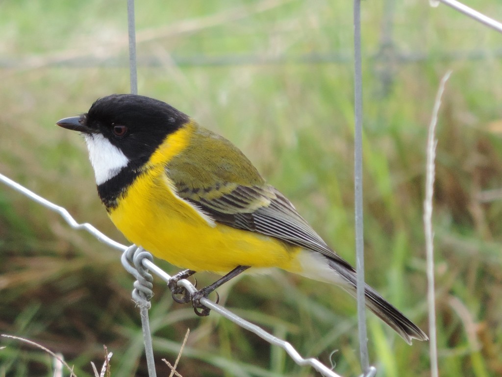 whistler bird