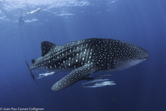 Whale shark