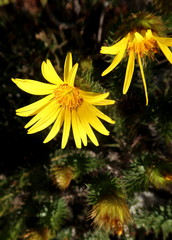 Cullumia carlinoides