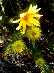 Cullumia carlinoides