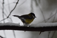 Parus major