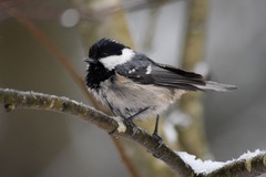 Periparus ater