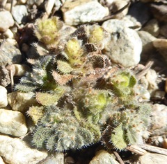 Myosotis brevis
