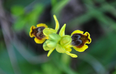 Ophrys lutea galilaea
