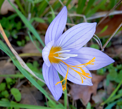 Crocus pulchellus