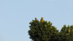 Alipiopsitta xanthops