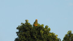 Alipiopsitta xanthops