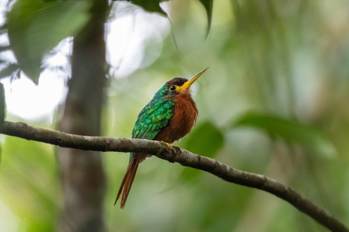 Yellow-billed Jacamar