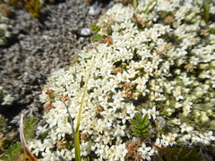 Pimelea sericeovillosa pulvinaris