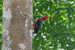 Campephilus rubricollis