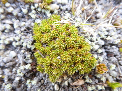 Colobanthus brevisepalus