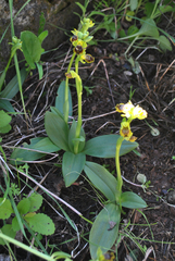 Ophrys lutea galilaea