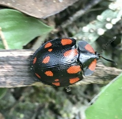 Botanochara duodecimverrucata