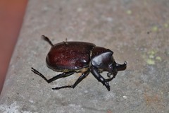 Xylotrupes gideon gideon