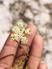 Capnophyllum africanum