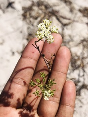 Capnophyllum africanum