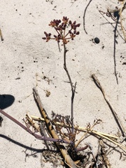 Capnophyllum africanum
