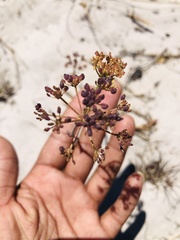 Capnophyllum africanum