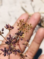 Capnophyllum africanum