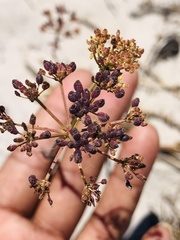 Capnophyllum africanum