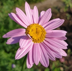 Tanacetum coccineum