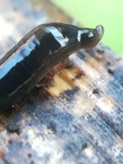 Rhynchodemus sylvaticus