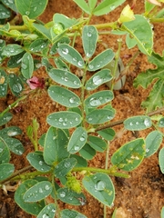 Indigofera daleoides image