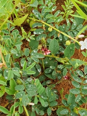 Indigofera daleoides image