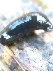 Rhynchodemus sylvaticus