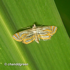 Parapoynx villidalis