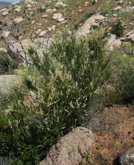 Adenostoma fasciculatum