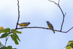 Euphonia plumbea