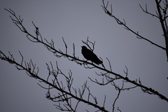 Corvus brachyrhynchos