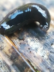 Rhynchodemus sylvaticus