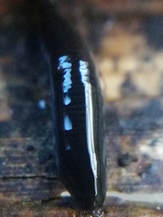 Rhynchodemus sylvaticus