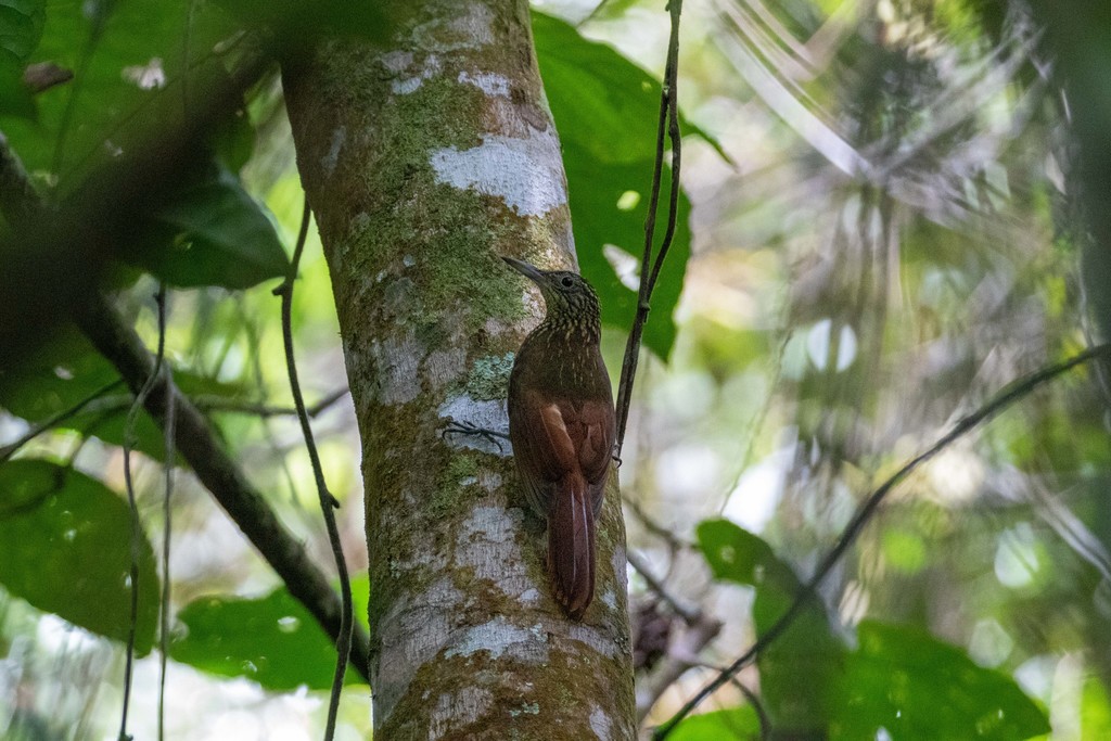 Ocellated Woodcreeper (Xiphorhynchus ocellatus) photo