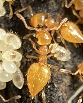 Crematogaster minutissima