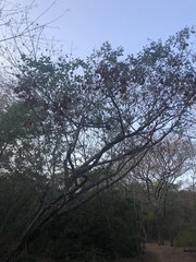 Pterocarpus acapulcensis