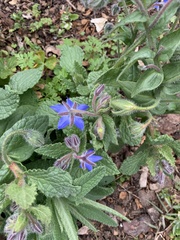 Borago