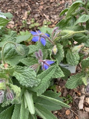 Borago