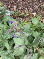 Borago