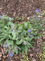 Borago