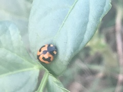 Coccinella transversalis