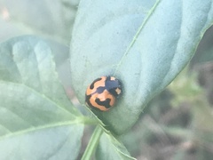 Coccinella transversalis